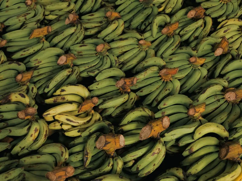 Green Cavendish bananas packed closely in bunches
