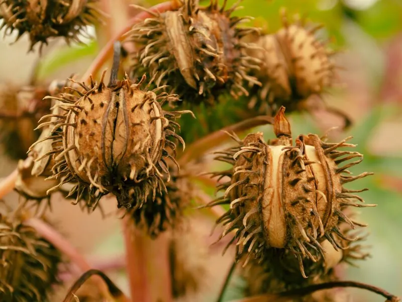 Castor seed pods on the plant, Ricinus communis