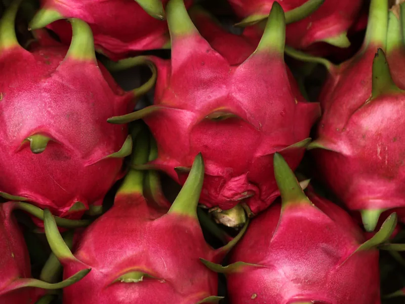 Red-skinned dragon fruit with green bracts, close detail