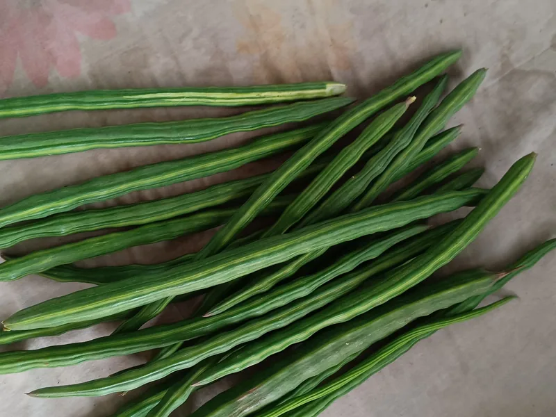 Fresh moringa drumstick pods laid out on a tabletop