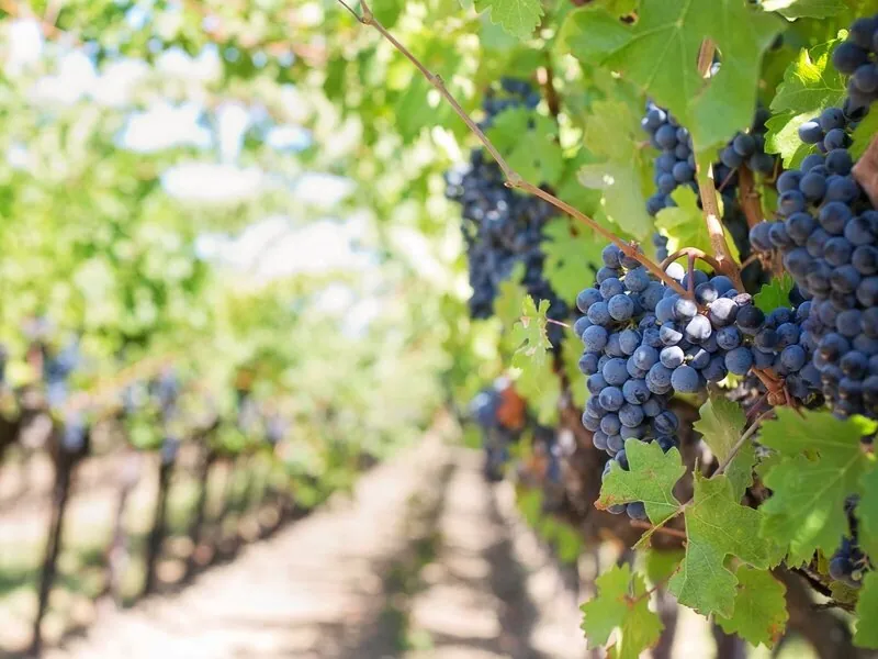 Grape clusters ripening on the vine in a trellised vineyard