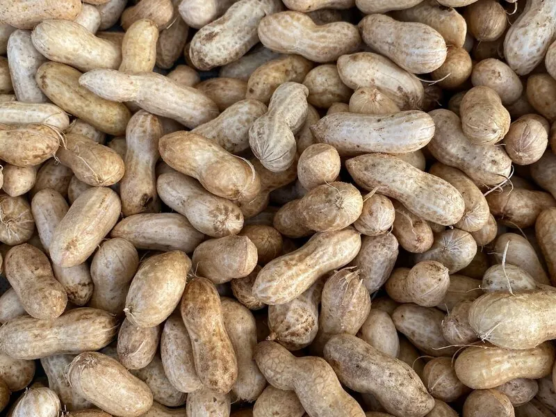 Unshelled groundnuts in bulk