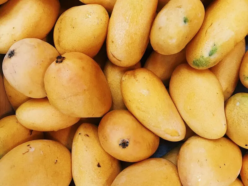 Ripe mangoes in bulk