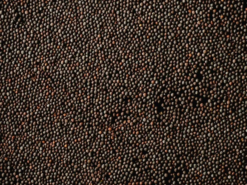 Mustard seed in close detail against a dark ground