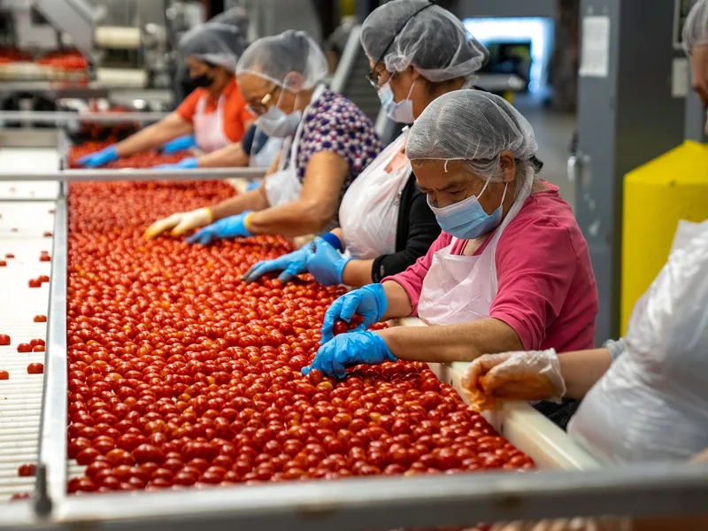 Workers in hairnets and gloves sorting produce on a packhouse grading line
