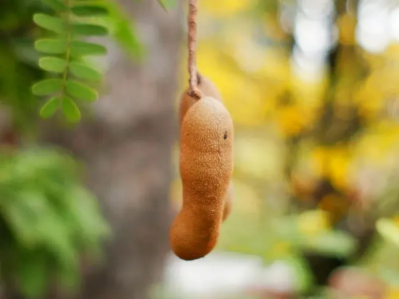 Ripe tamarind pods hanging from the branch